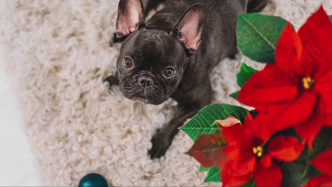 Are poinsettias deadly to pets?