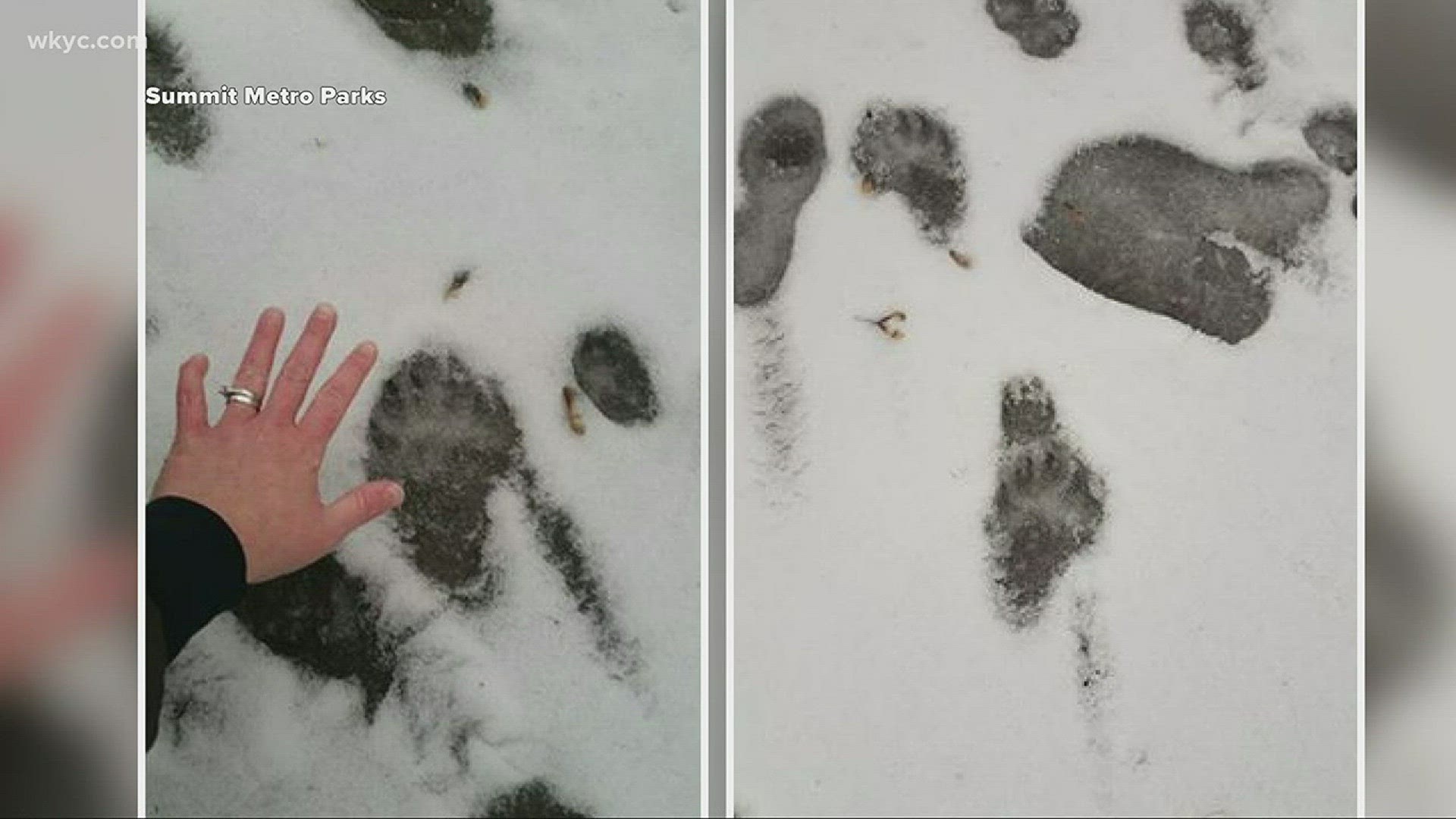 Summit Metro Parks confirms black bear paw print sighting