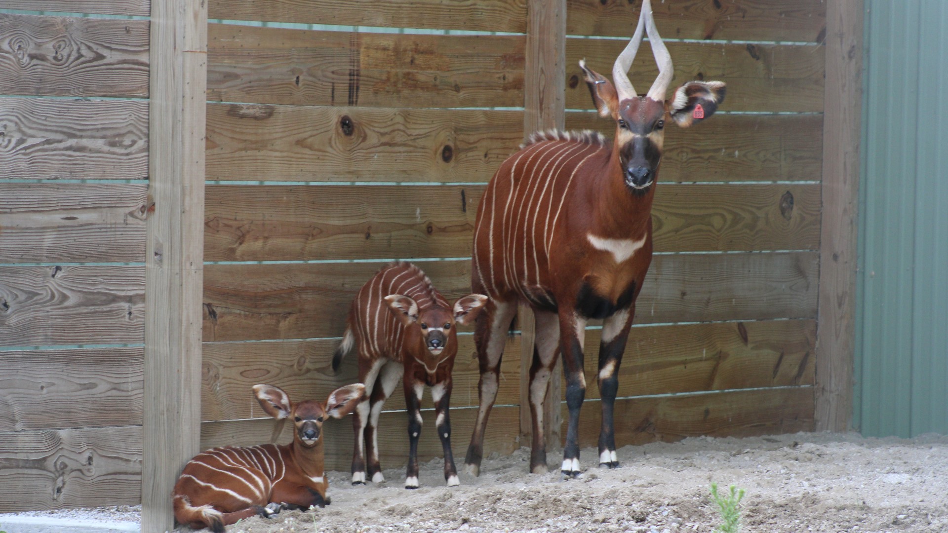 african-safari-wildlife-park-announces-birth-of-antelope-calves-wkyc