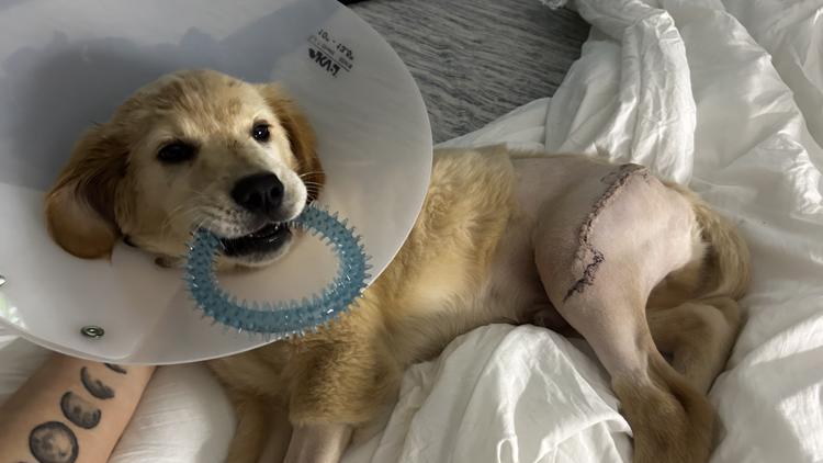 Lake Humane Society raising money for injured puppy: How to donate