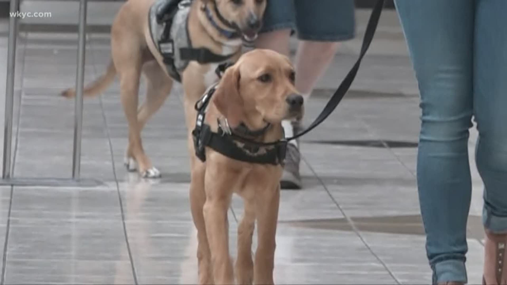 June 6, 2019: The mall is a popular place to head in the summer. Don’t be surprised if you find Roxy, our Wags 4 Warriors service pup-in-training, during your visit! Wags 4 Warriors does public access training every week at SouthPark Mall in Strongsville. Roxy has progressed so well in her own training that she got the greenlight to join the group.
