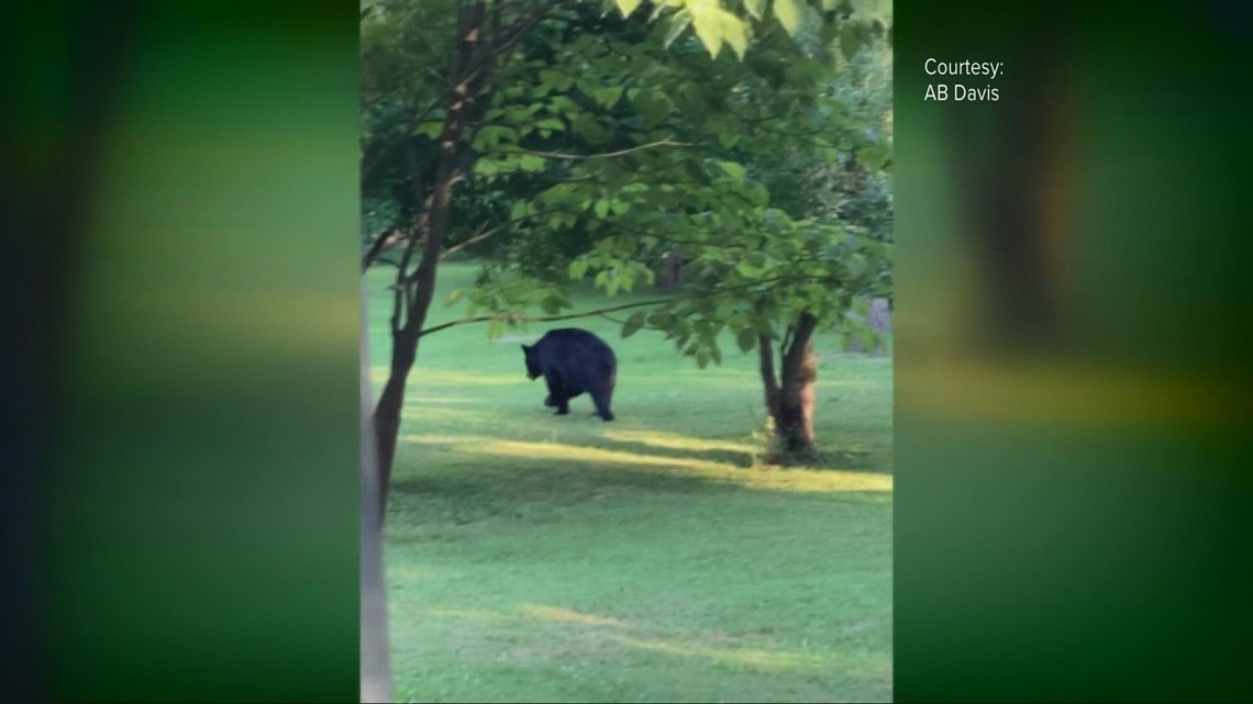 Multiple bear sightings in Summit County When and where the sightings