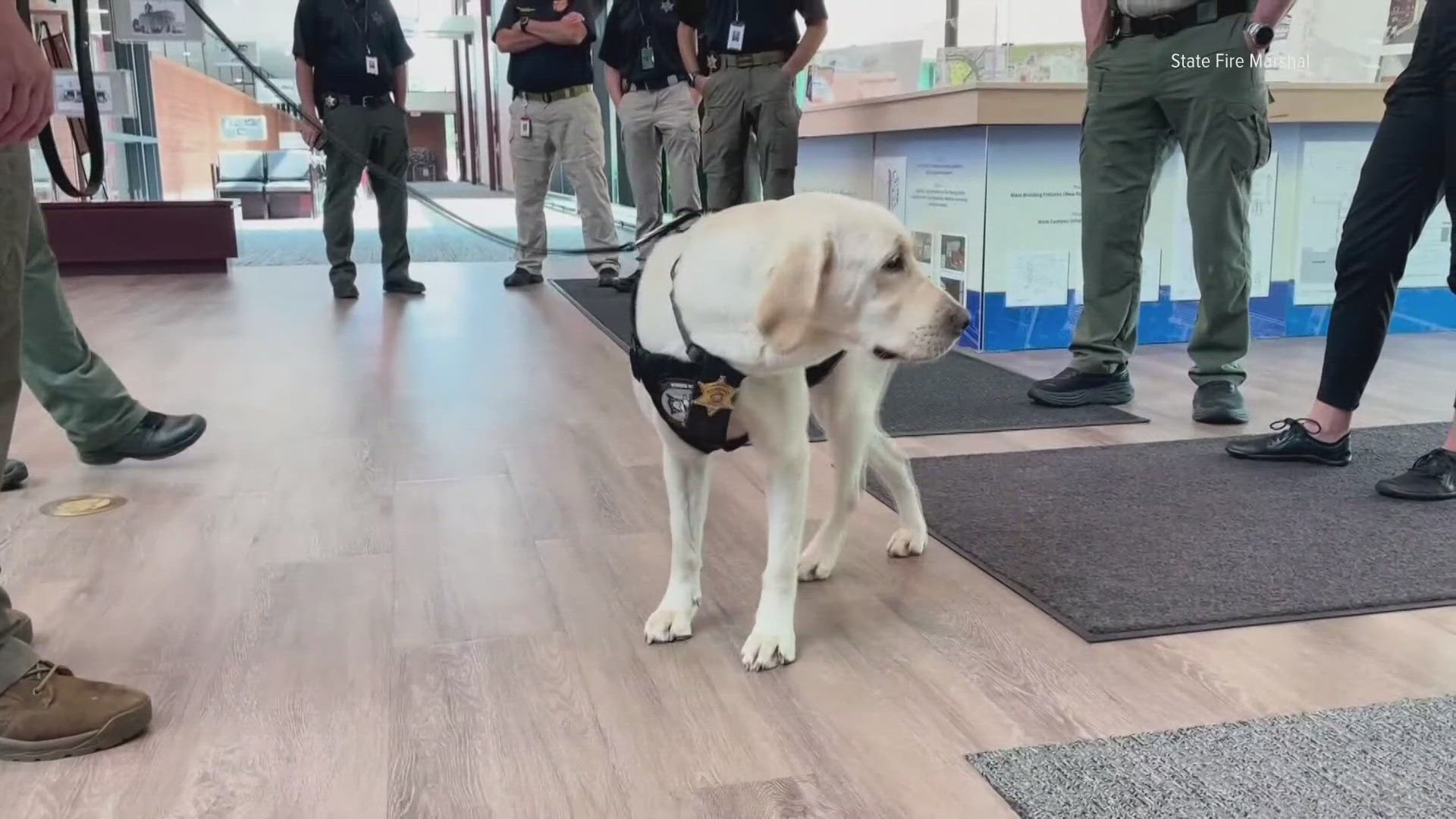 K-9 Karl, a yellow lab trained in explosive detection, joins Ohio's State Fire Marshal to boost safety.