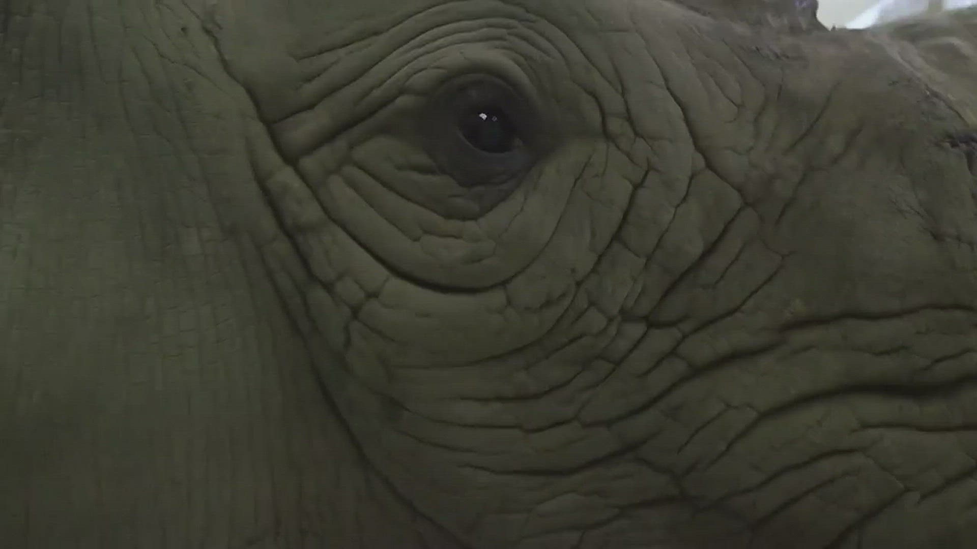 April 5, 2017: Meet Kibbibi, an eastern black rhino at the Cleveland Metroparks Zoo. She's pregnant with a baby calf that's due in early spring 2018.