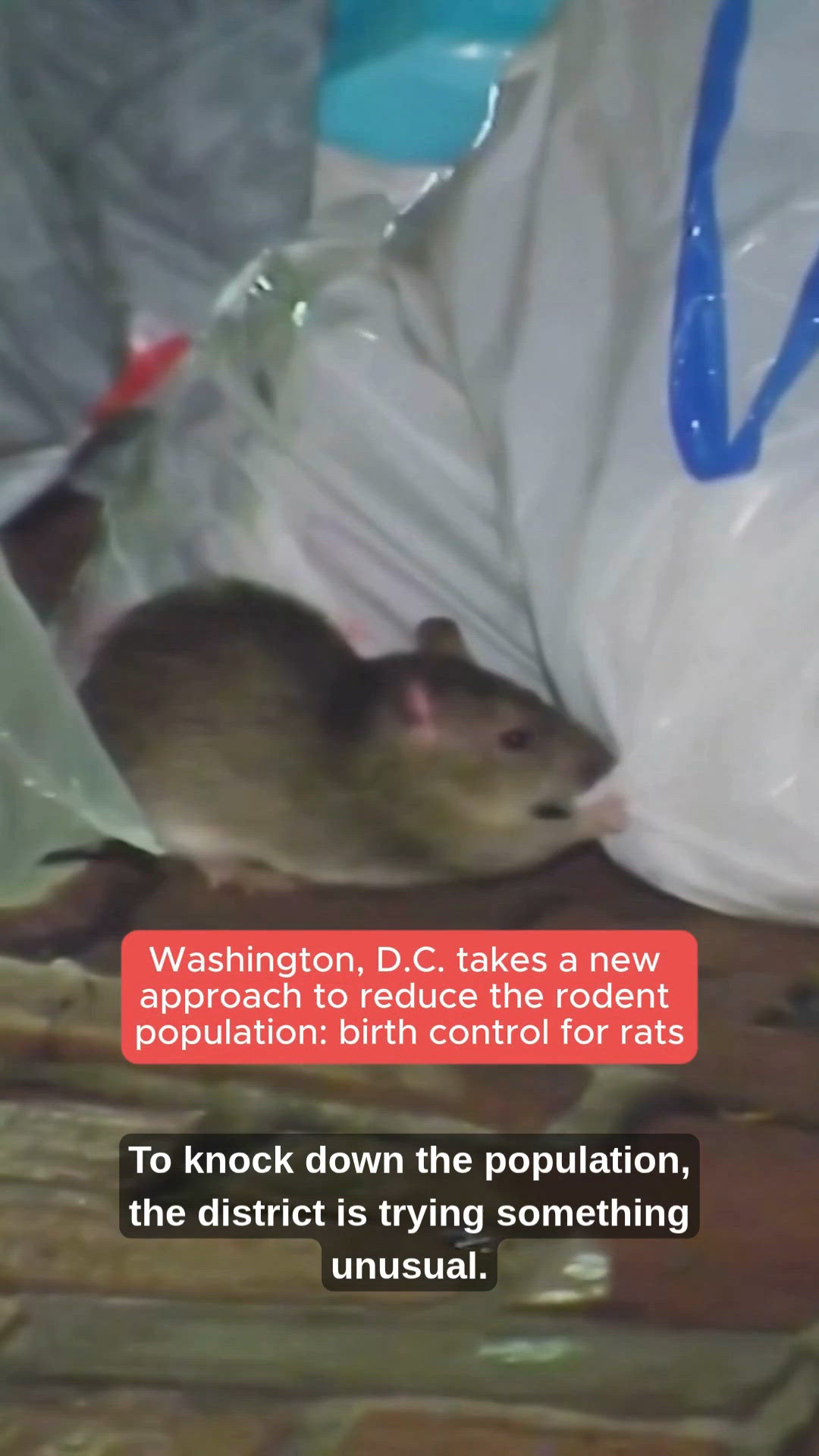 Washington, D.C. giving rats birth control in an attempt to reduce ...