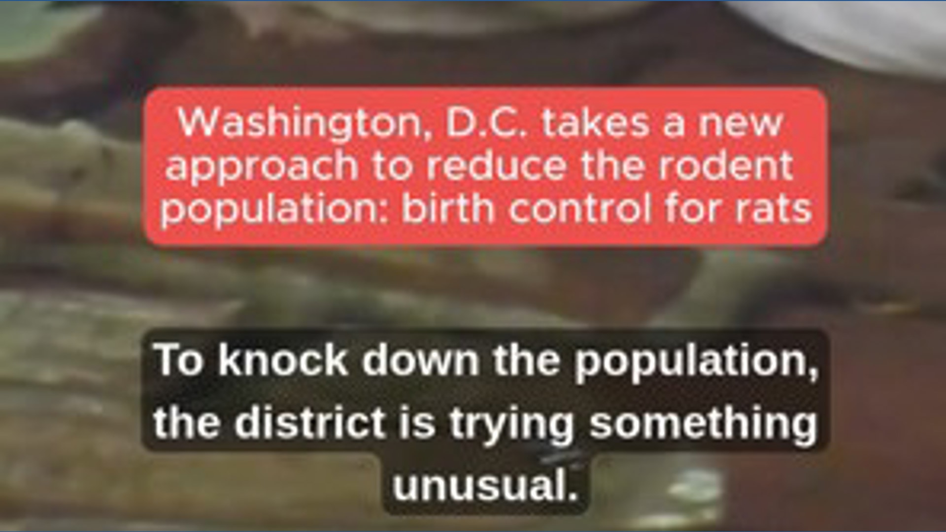 Washington, D.C. giving rats birth control in an attempt to reduce ...