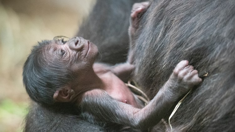Vote now: Help choose the name for the Cleveland Metroparks Zoo's baby gorilla