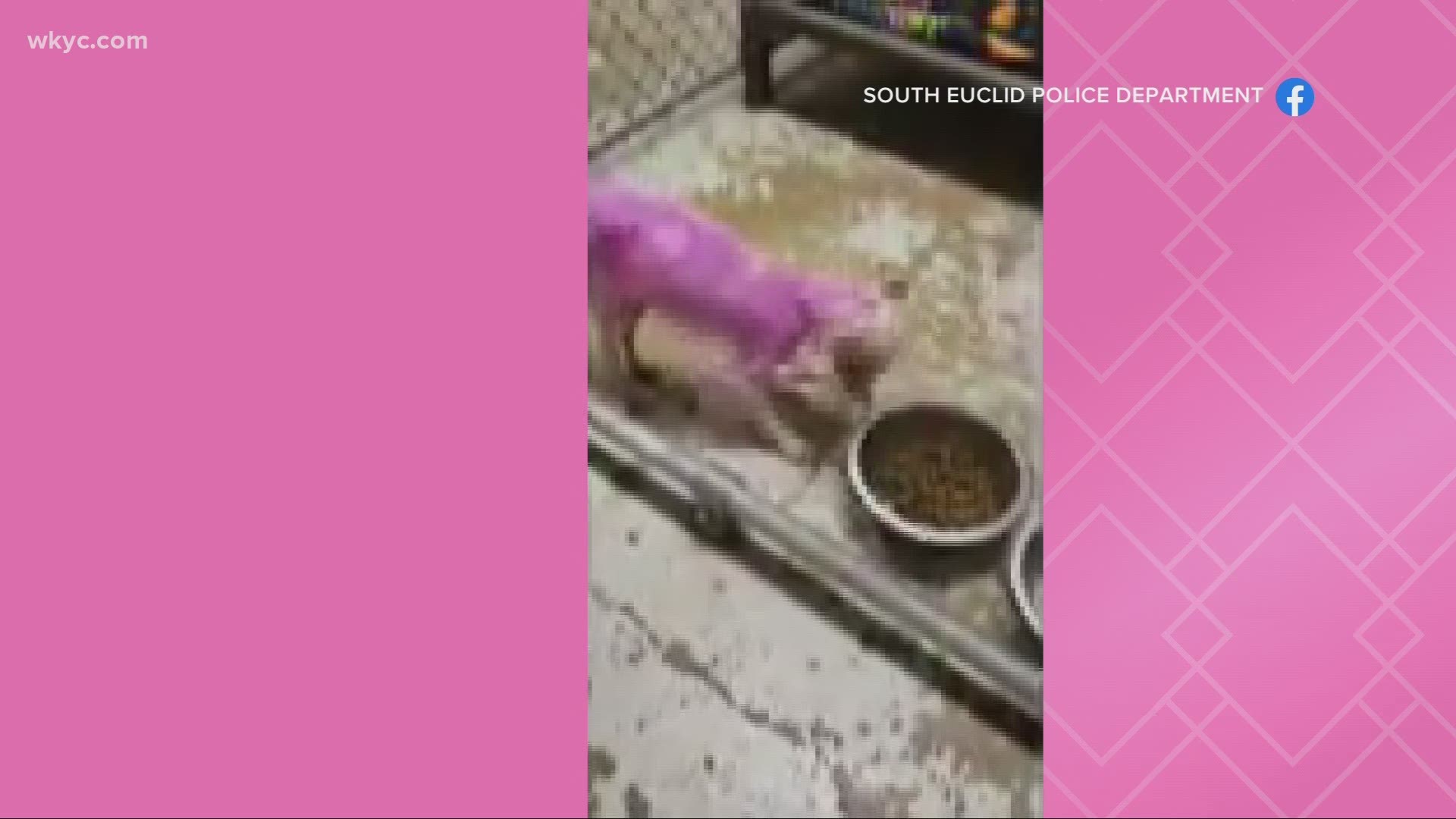 An investigation is underway after a malnourished, pink-painted dog was found running loose near College Road in South Euclid. Anybody with info should call police.