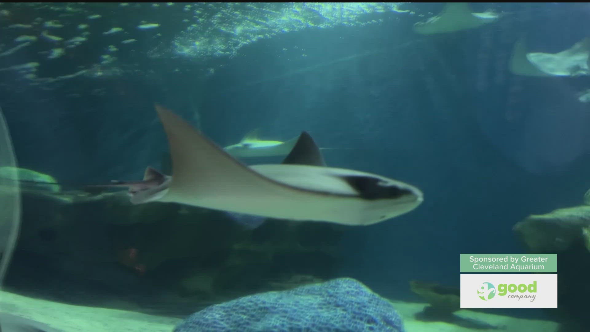 Joe talks with Stephanie White about the great trip you can take with your mom to the aquarium for Mother's Day! Sponsored by: Greater Cleveland Aquarium