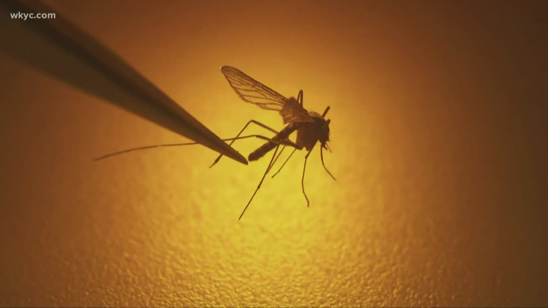 Deadly Mosquito Virus In Ct PeepsBurgh