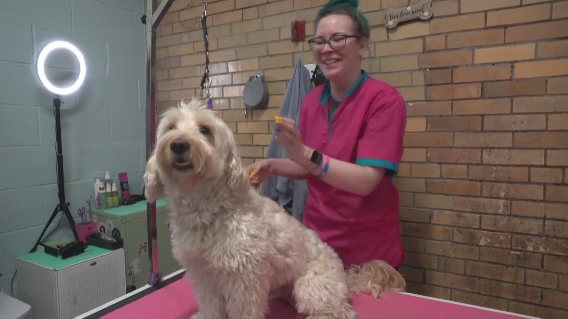 Welcome to Stay! This dog daycare in Cleveland works with pets that may have anxiety when visiting the groomer.