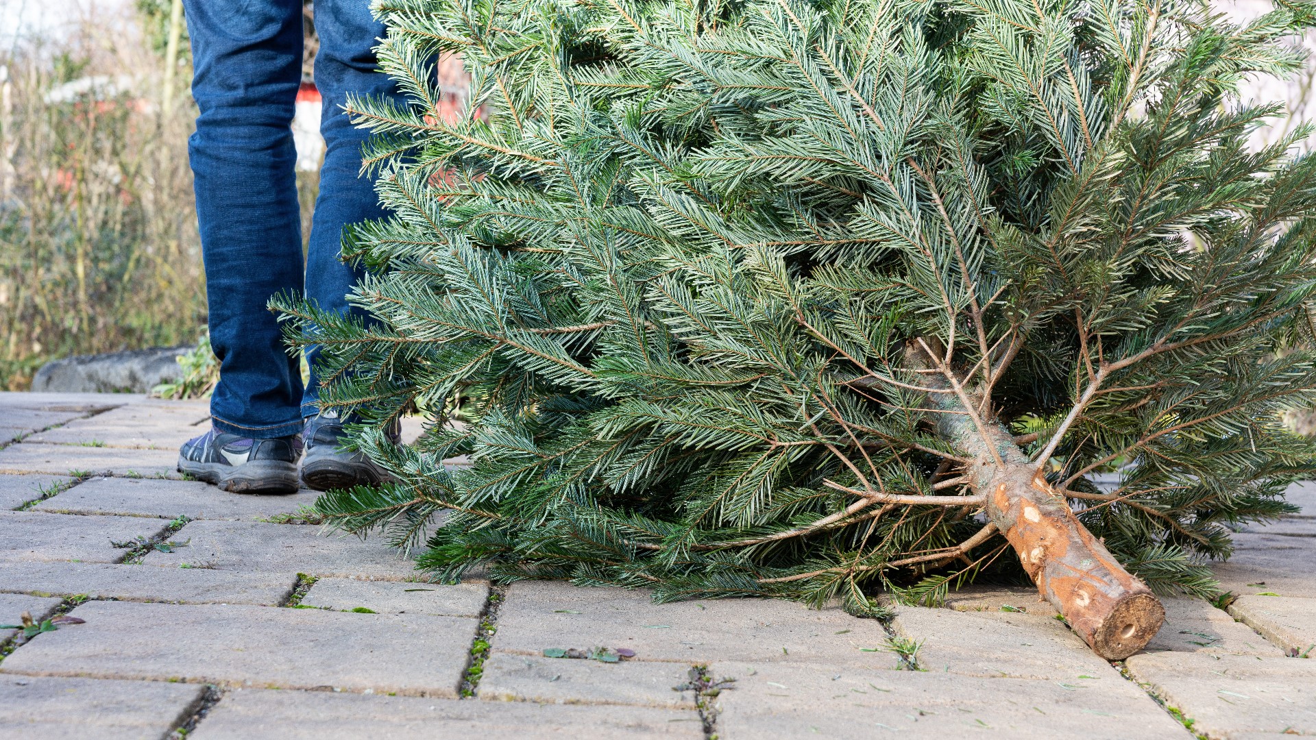 Americans generate a lot of trash every holiday season. The Cuyahoga County Solid Waste District tells us how to recycle your Christmas tree.