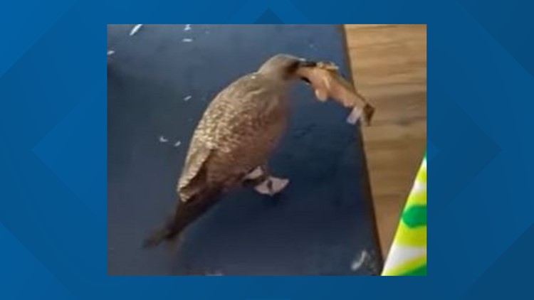 WATCH: Seagull tries to steal toy from Port Clinton store