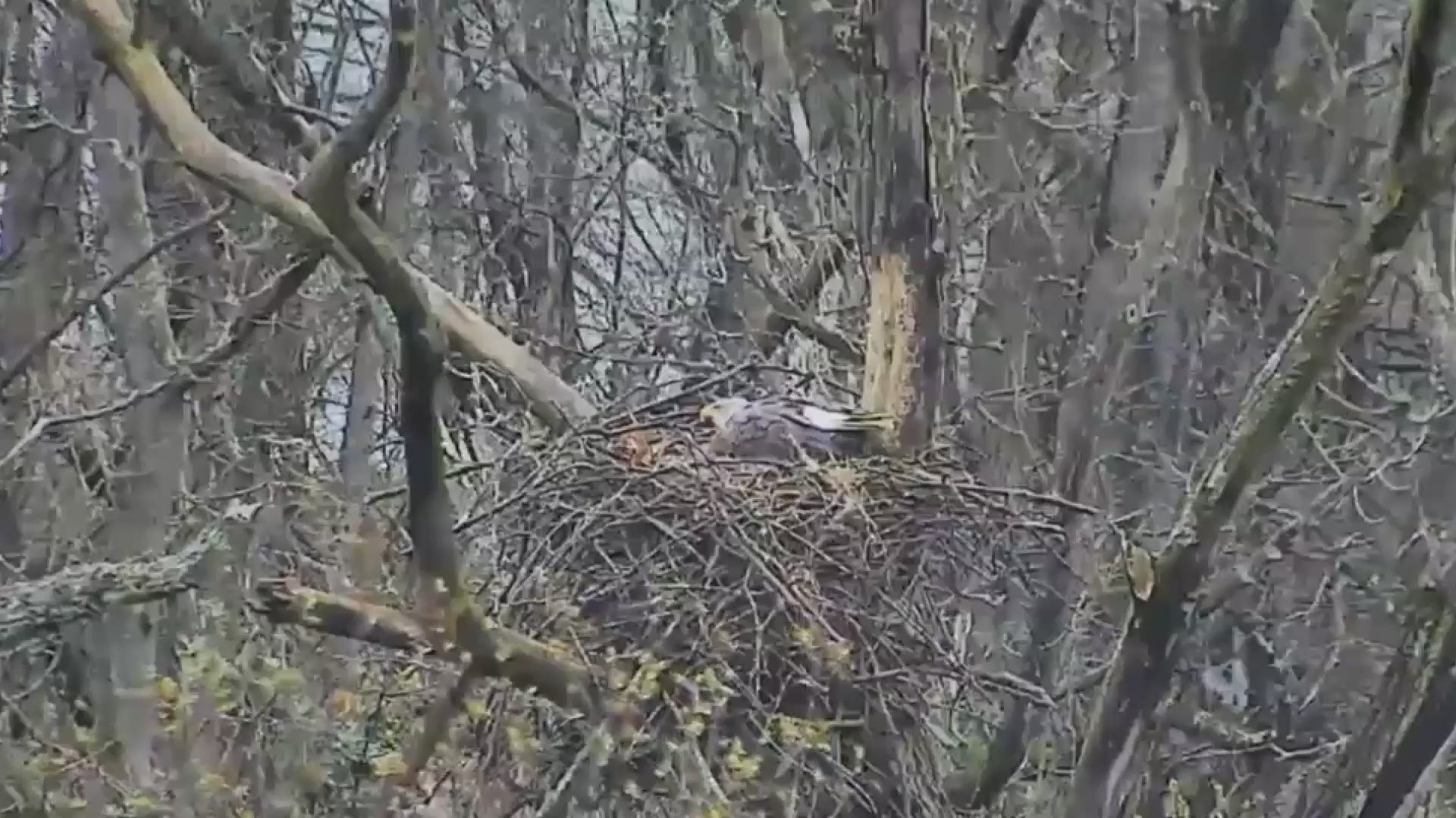An eaglet has hatched in a bald eagle nest at the Rocky River Reservation. Park officials tell 3News these eagles have raised triplets the last two years in a row.