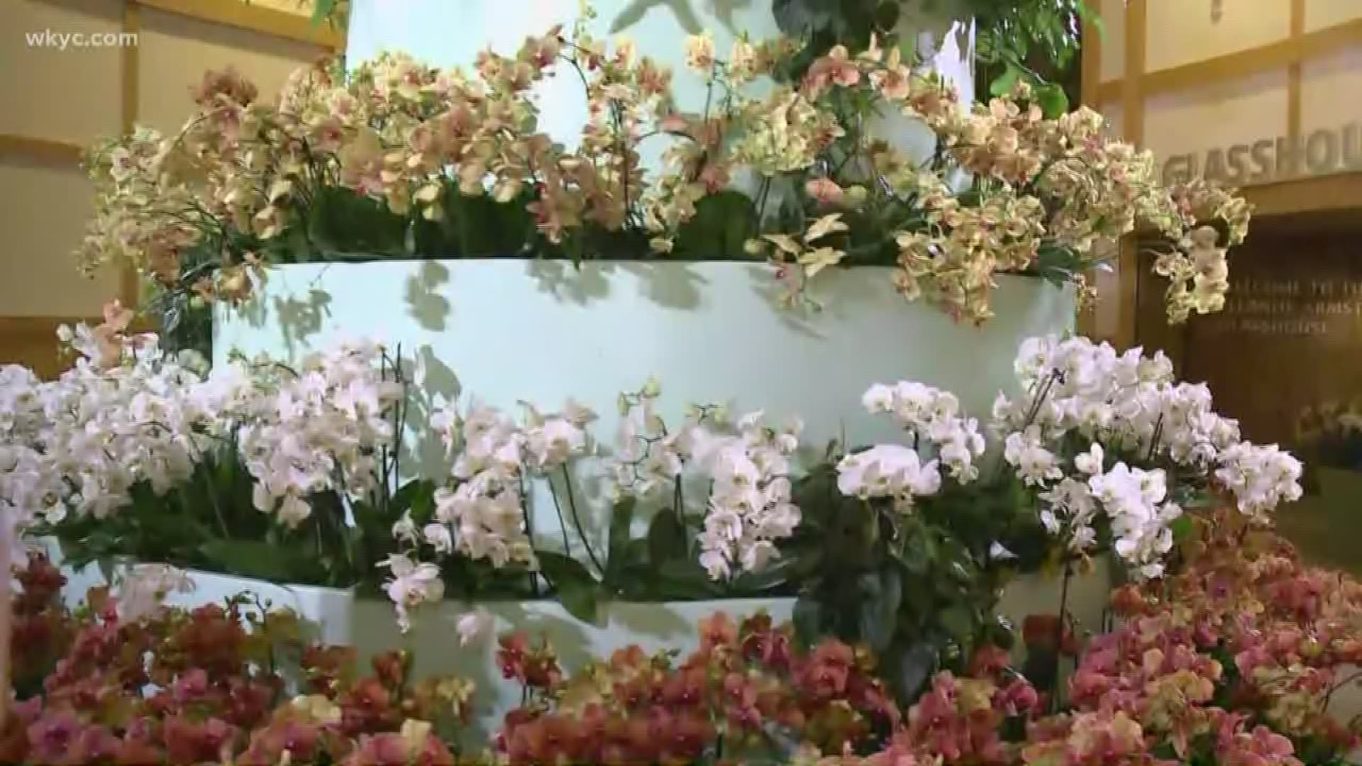 Lindsay Visits The Botanical Garden for Orchid Mania