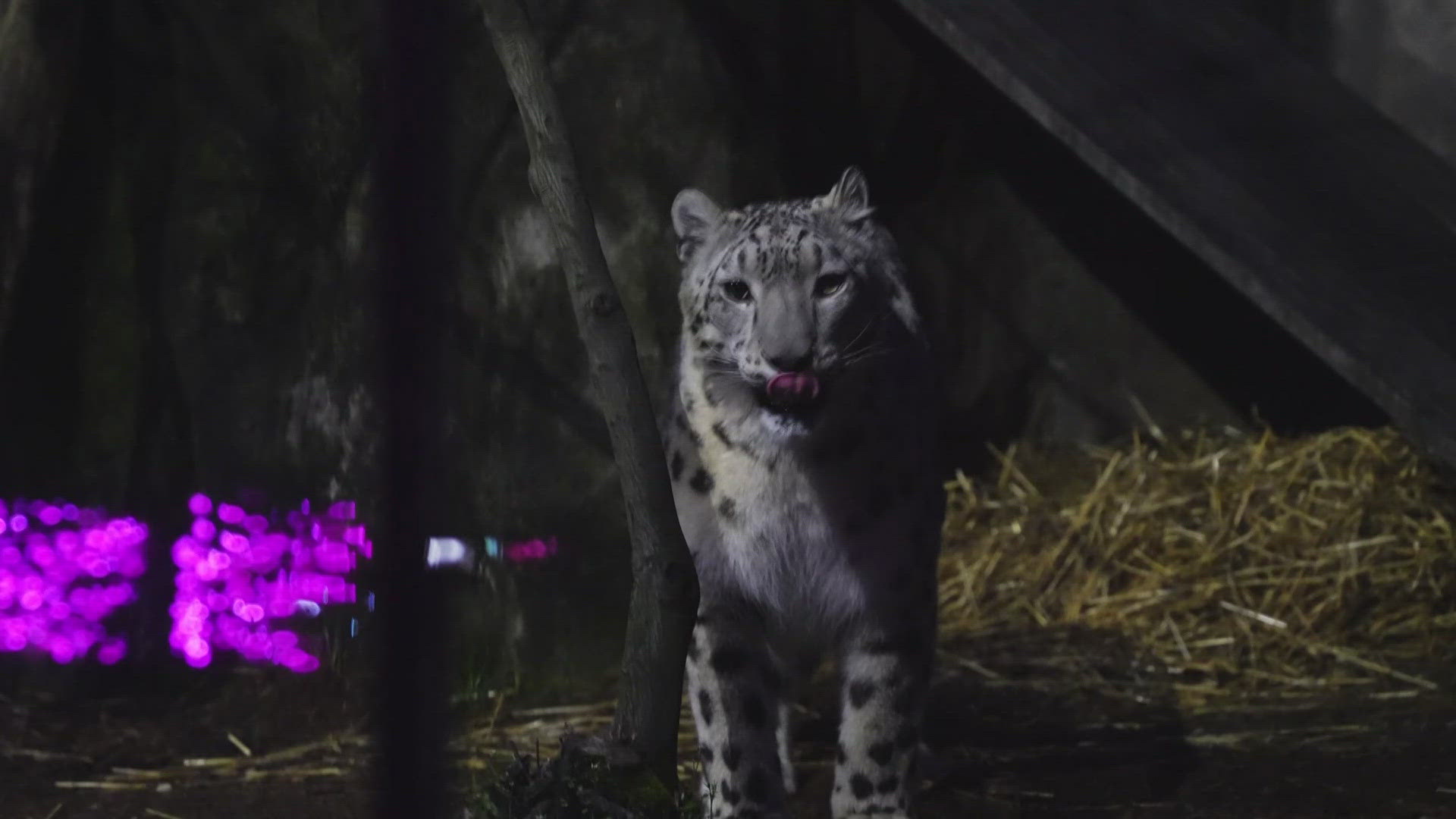3News' Kierra Cotton speaks with Akron Zoo Marketing & PR Manager Elena Bell about the zoo's Wildlife Illuminated event series, running through June 1.