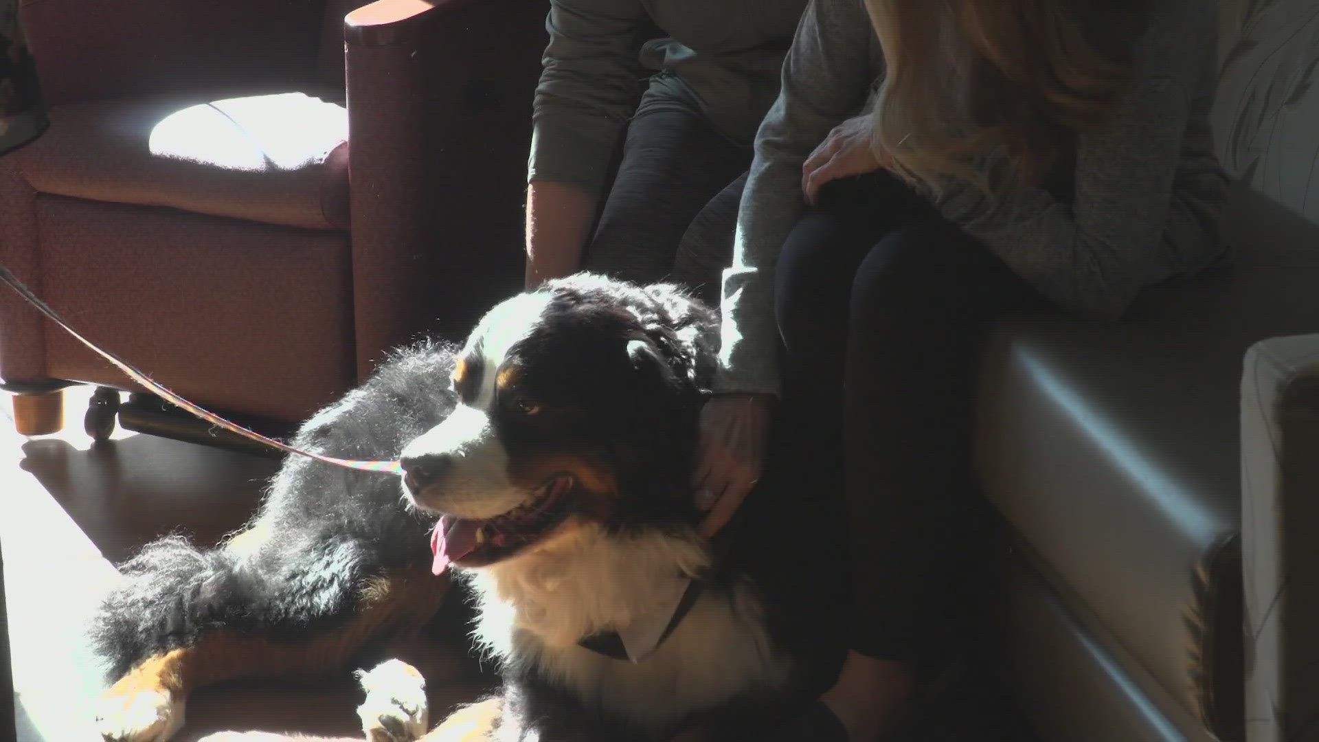 Therapy dog offers comfort and passion.