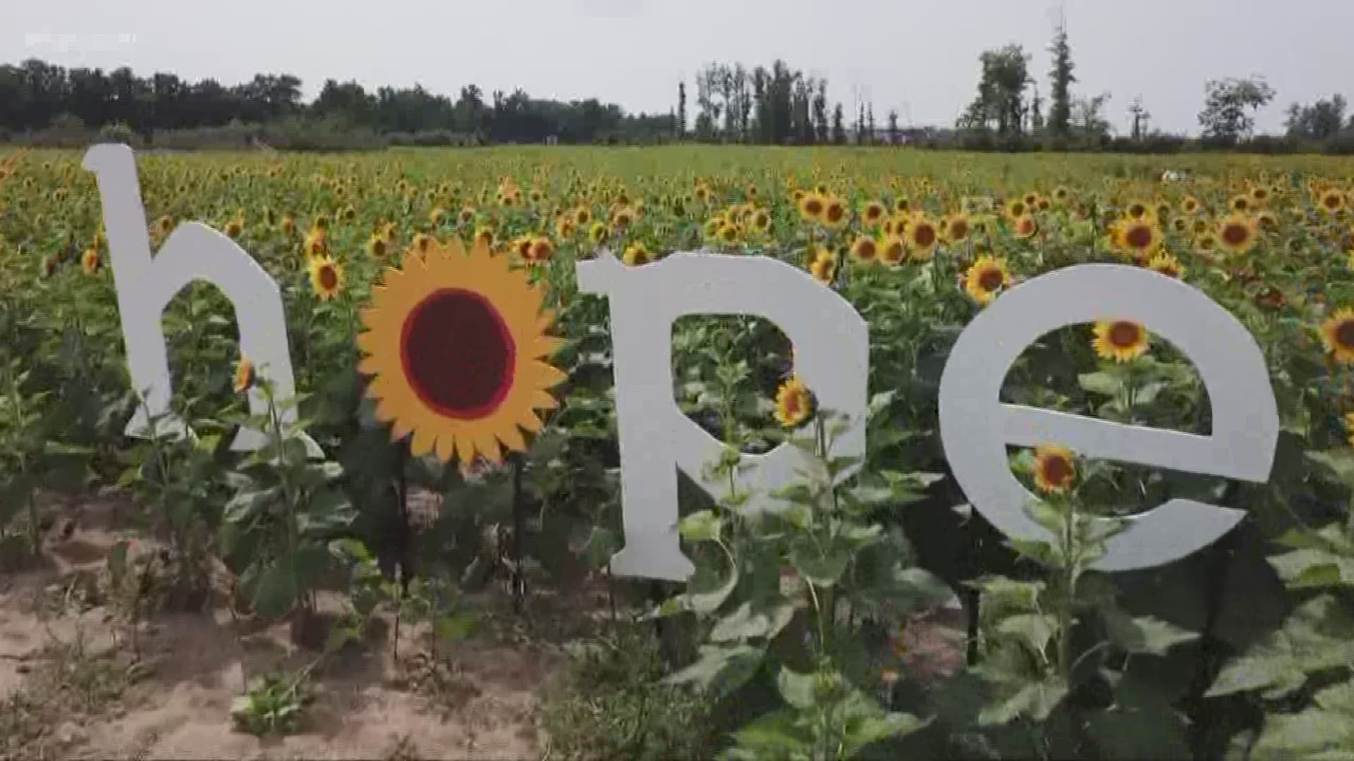 Maria's Field of Hope blooms despite construction nearby