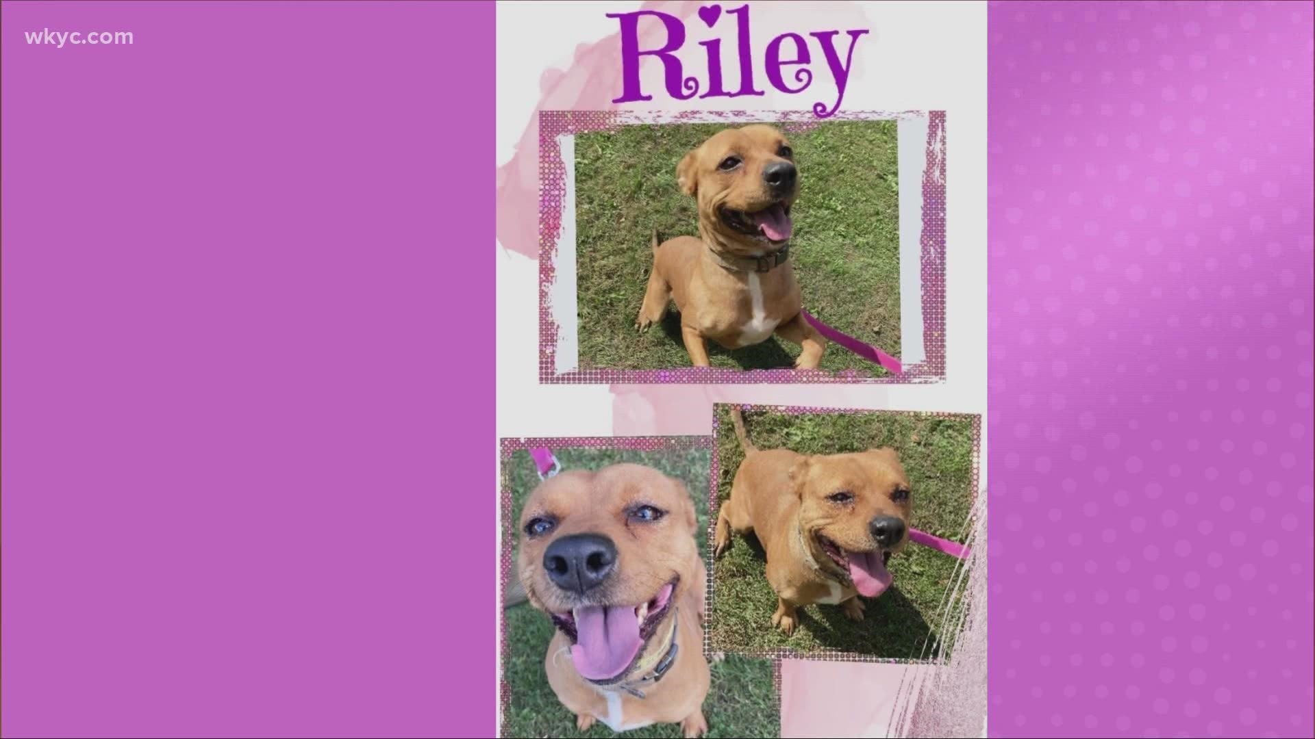 Adopt-A-Pet: Meet Riley, Thaddeus, & Pebbles.