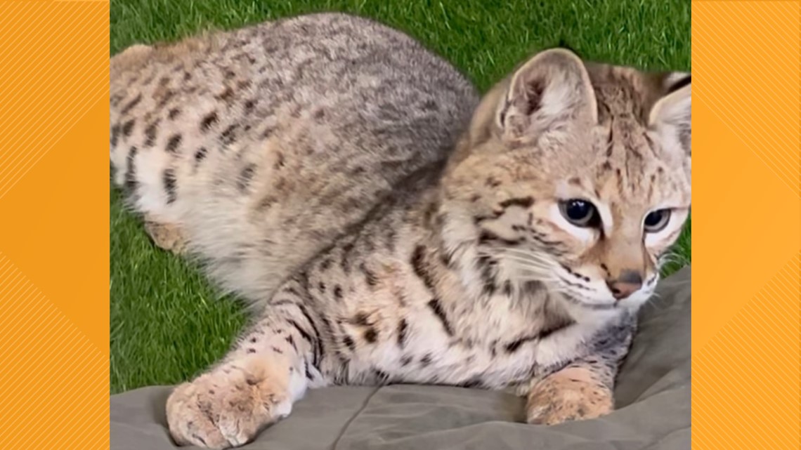 Cleveland Museum of Natural History now featuring young bobcat - Vimarsana News