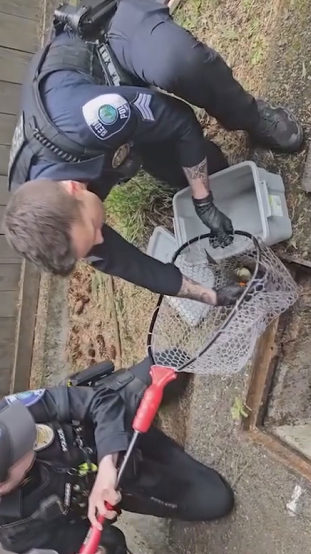 Ducklings rescued from storm drain by police officers, reunited with ...