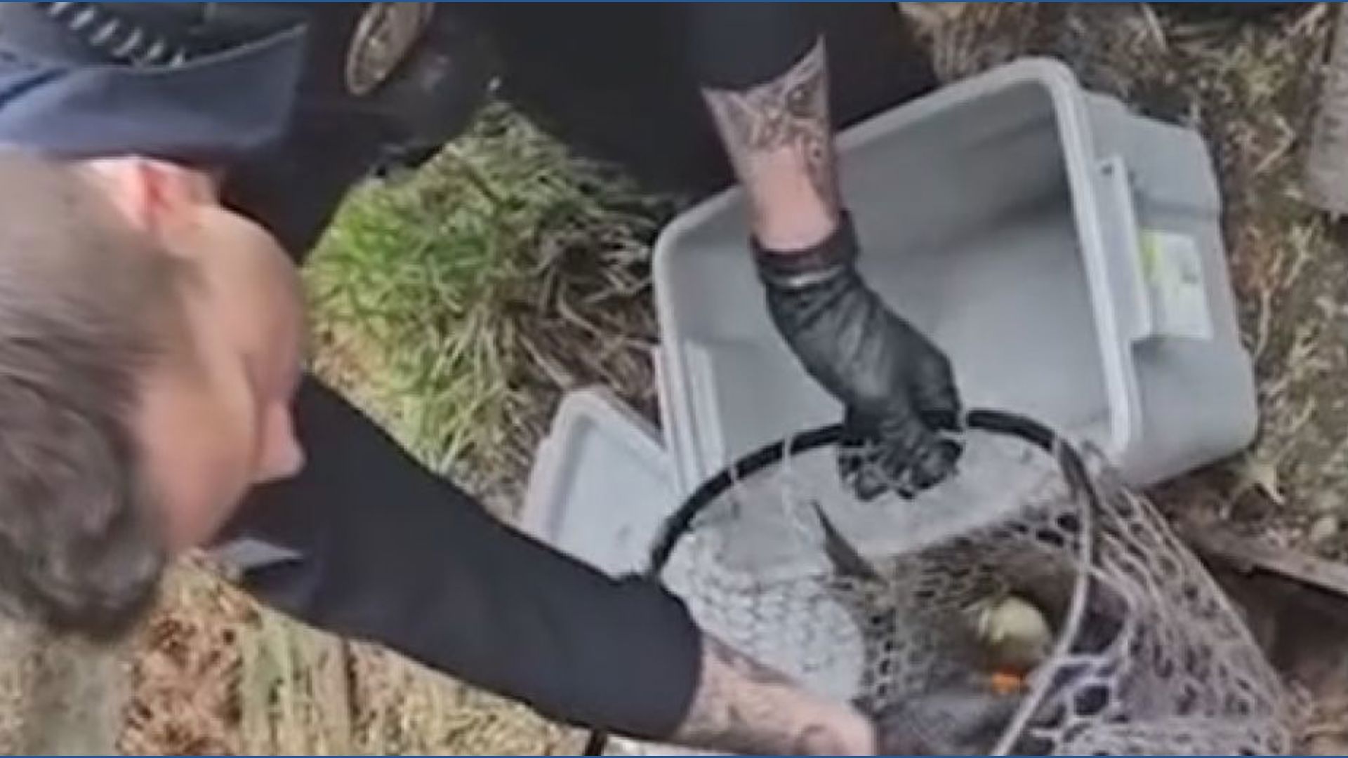 Ducklings rescued from storm drain by police officers, reunited with ...
