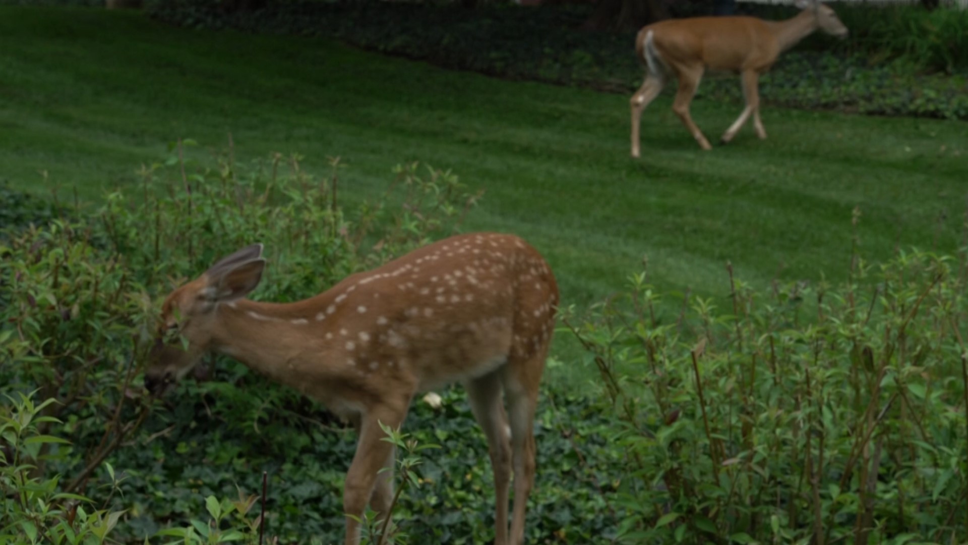 As they were discussing loneliness during a walk outside, Dr. Acton and Dr. Anderson saw a fawn and her doe up close.