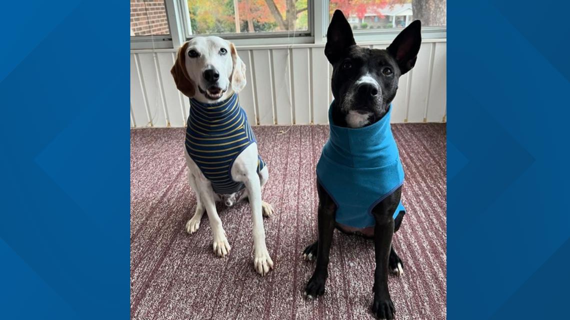 Longtime shelter dogs find their forever home together after months of being passed over: Ready Pet GO!