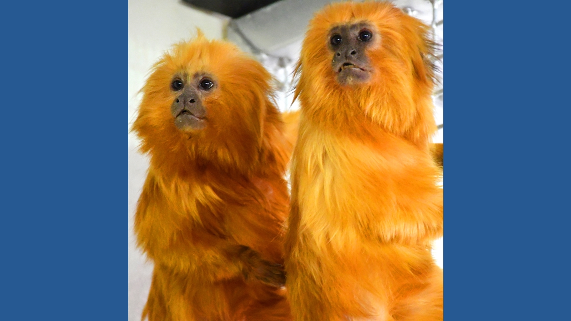 Akron Zoo to debut new species and reopen 'Legends of the Wild