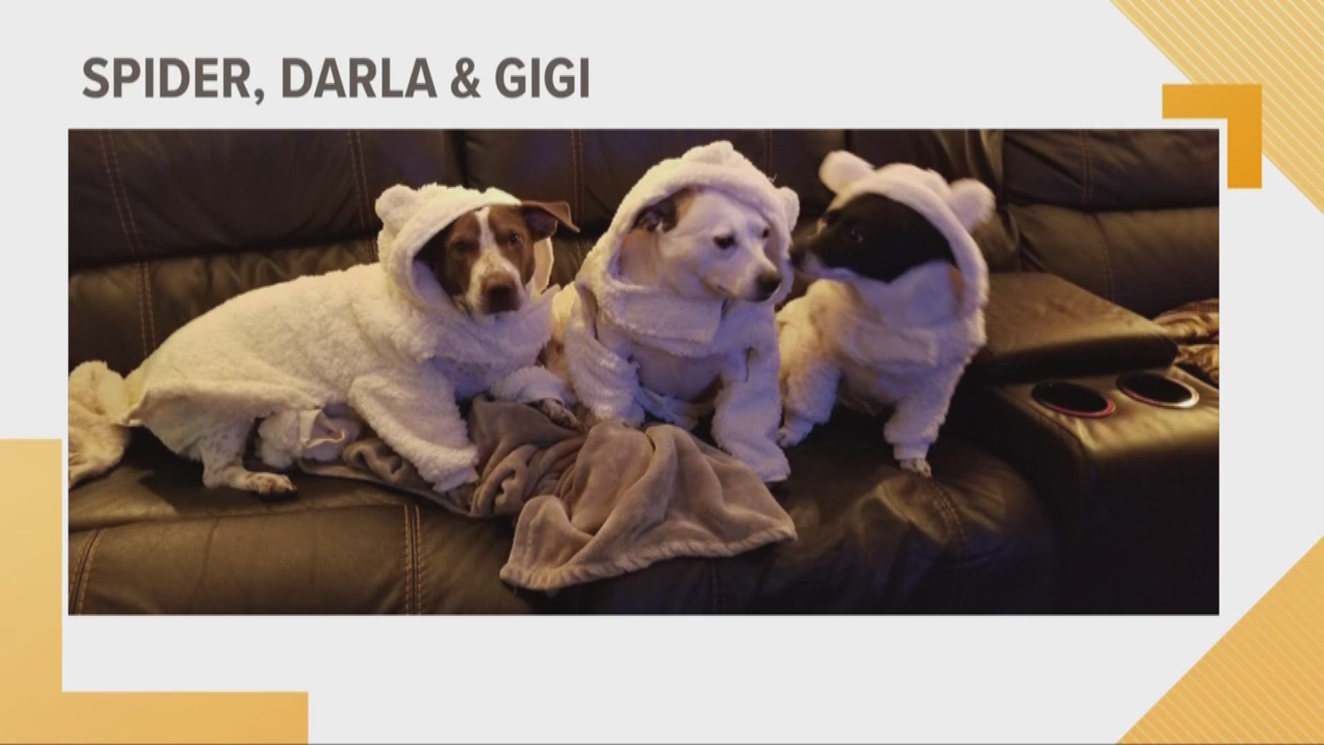Doggone Weather: Spider, Darla, & Gigi