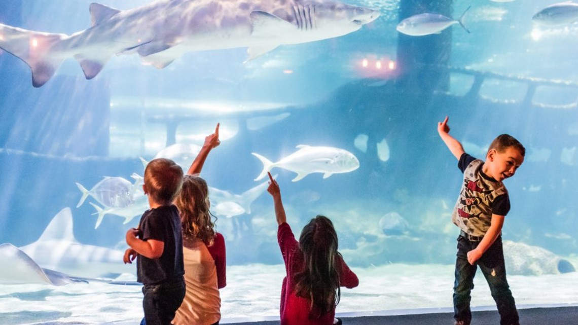 Greater Cleveland Aquarium's 'Fin Fest' returns - Vimarsana News