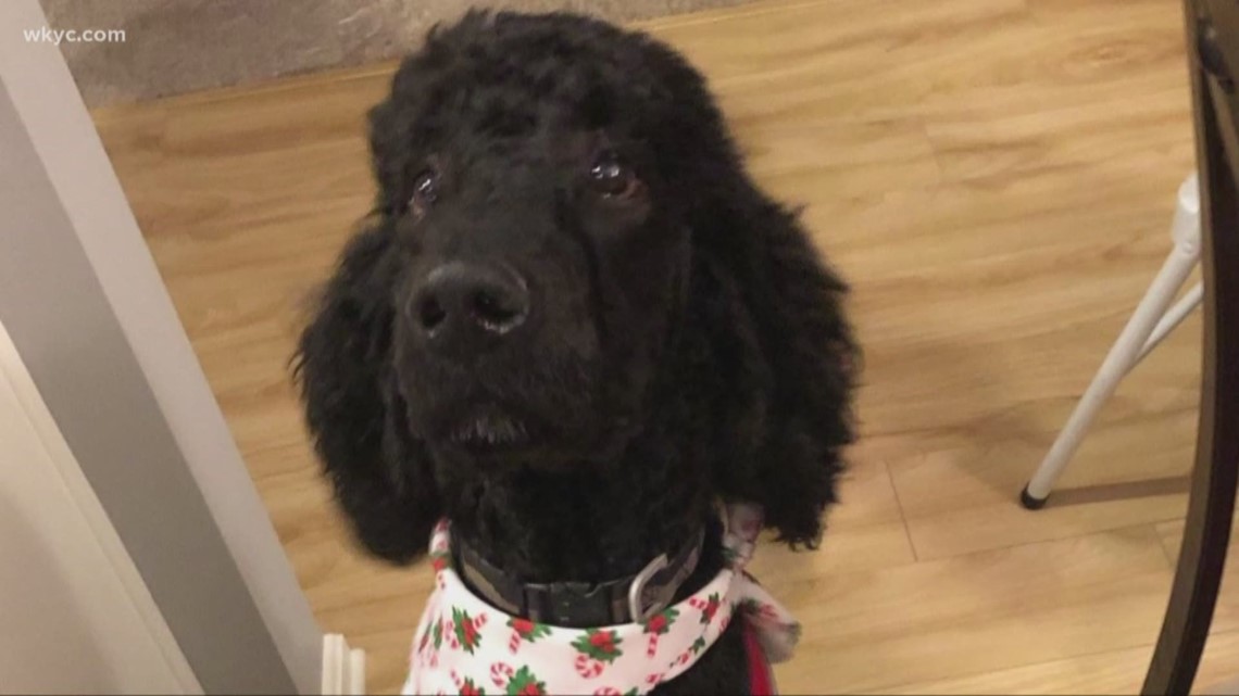 Dog dies in Elyria boarding kennel, family learns after returning from