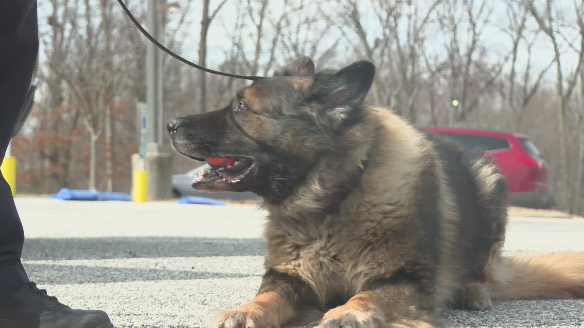 Nearly 400 police dogs in Ohio trained in the detection of marijuana will need to be retired because they cannot be reliably retrained to unlearn the smell.
