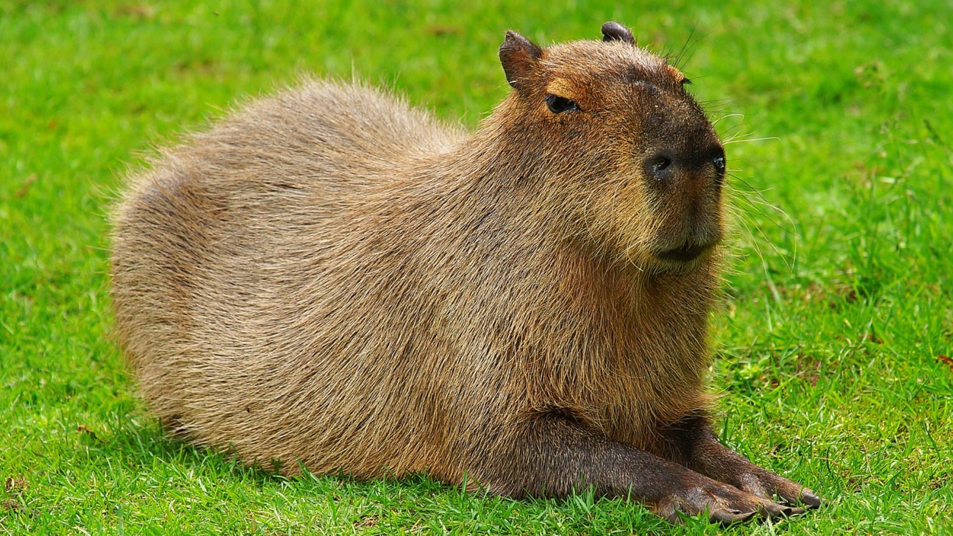 Capybaras coming soon to African Safari Wildlife Park in Port Clinton ...