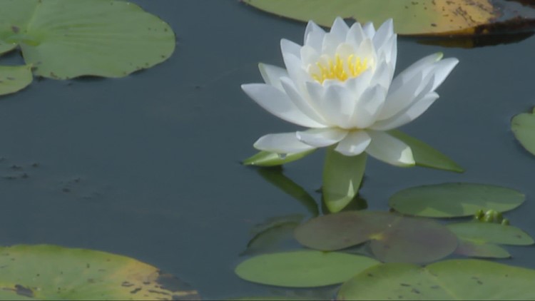 GO-HIO: The sights and sounds of summer at Kirtland's Holden Arboretum