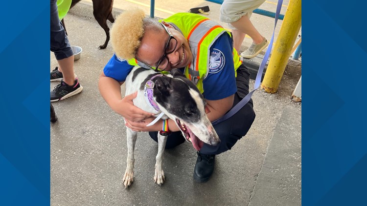 Dogged determination: as U.S. tracks close, greyhound rescue sets sights on retired racers overseas