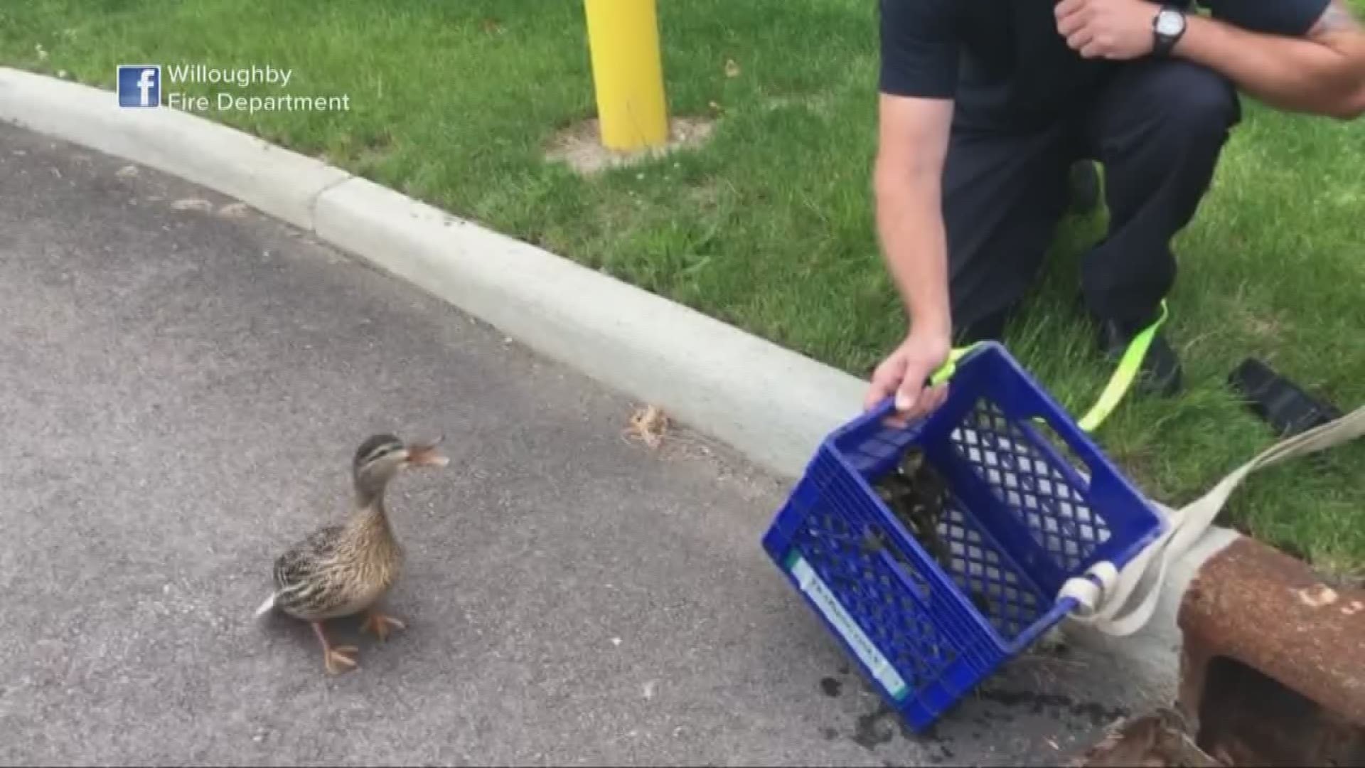 Willoughby firefighters rescue ducklings