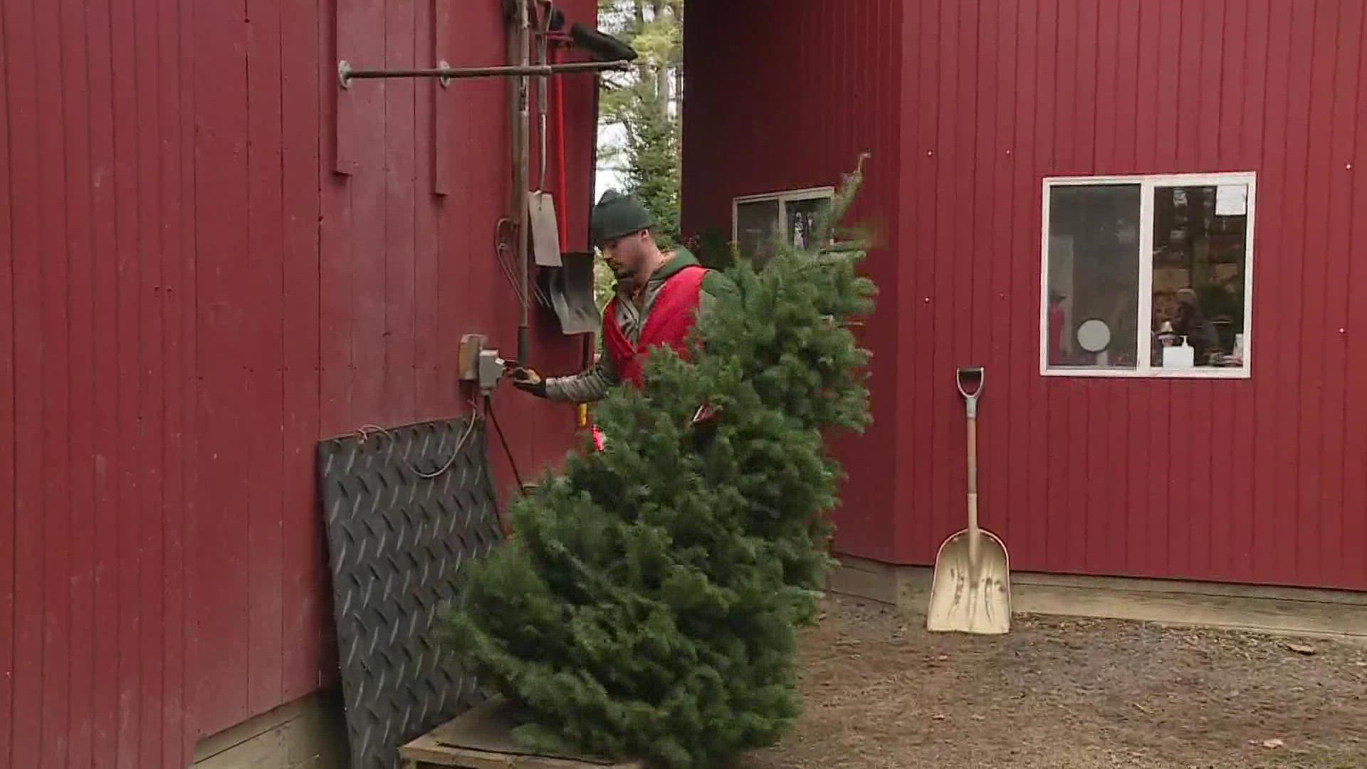Sugar Pines Farm in Chesterland open for the holiday season. The Geauga County Christmas tree farm features 100 acres of cut-your-own Christmas trees.