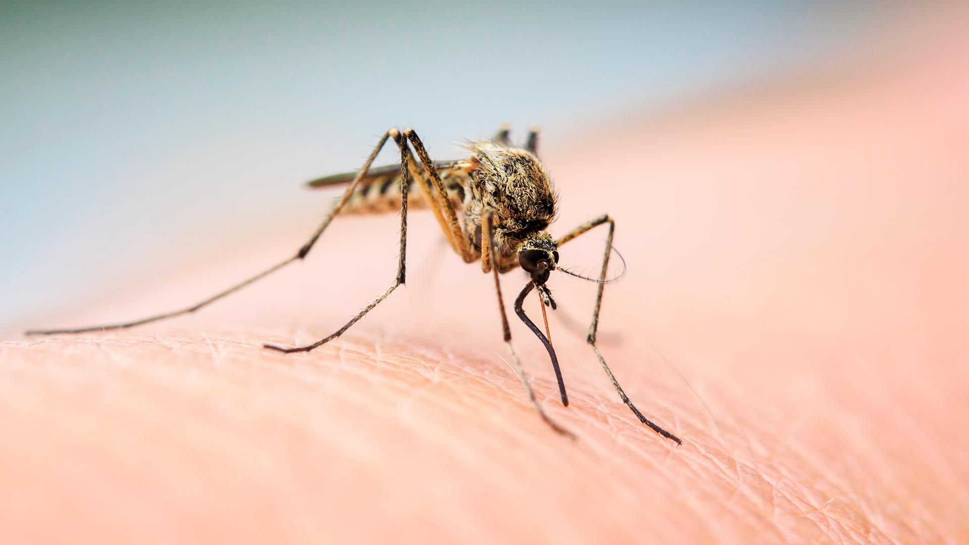 We've seen a lot of wet weather the last few weeks, which could mean a mosquito boom here in Northeast Ohio.