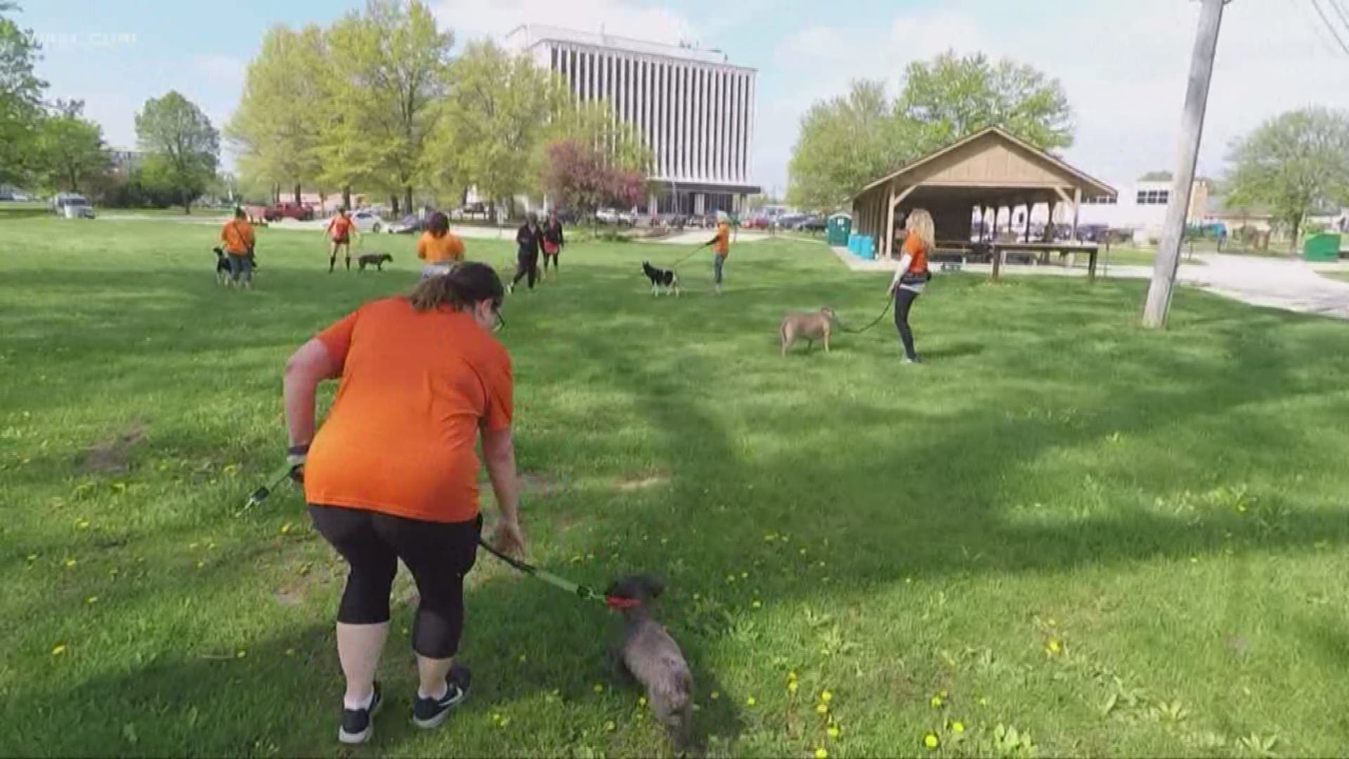 The organization takes adoptable dogs out for a run, giving them space and time away from the shelter