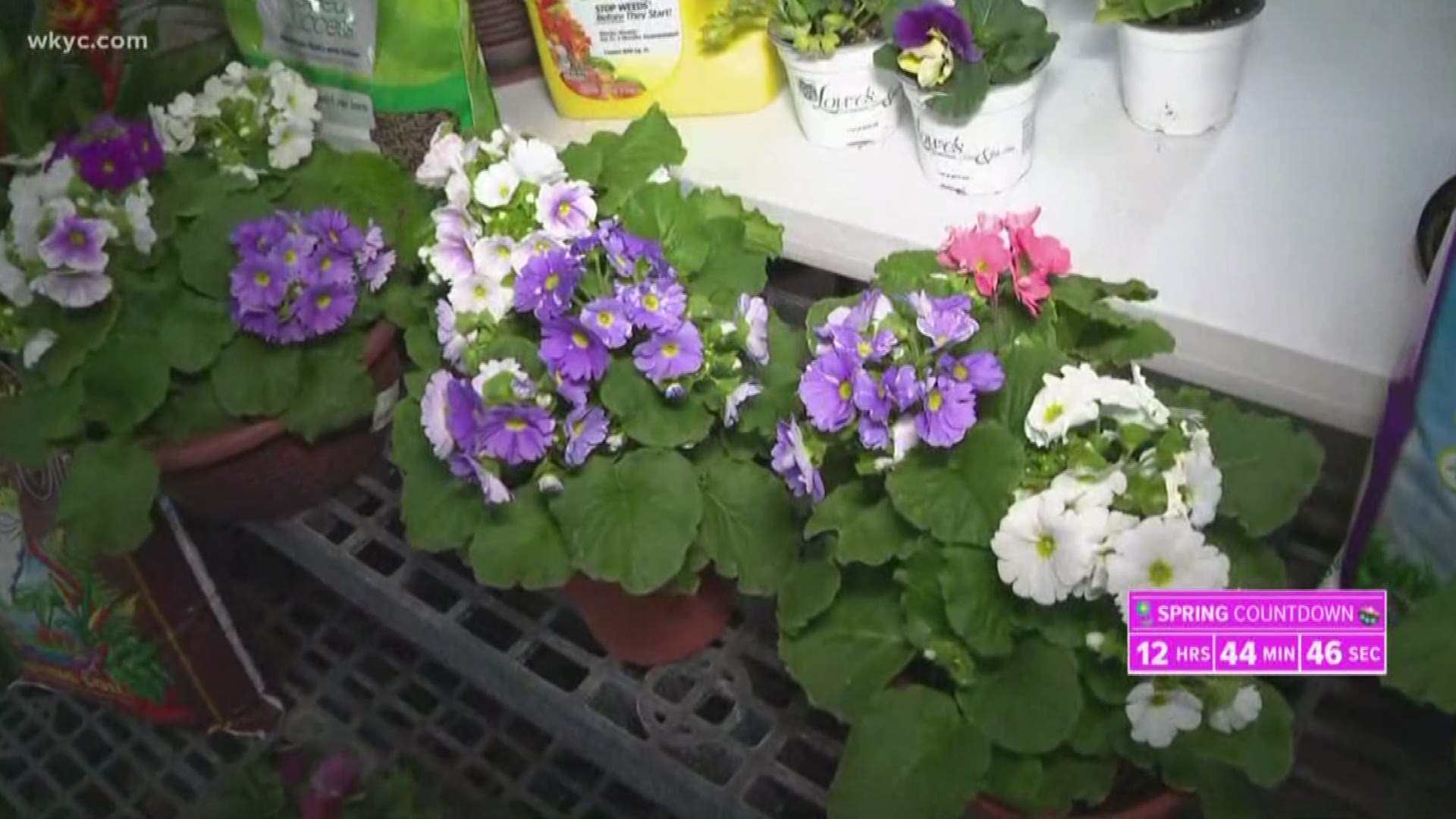 March 20, 2019: Spring arrives today, so we're looking ahead to the warmer weather with some gardening tips from Lowe's Greenhouse in Chagrin Falls.