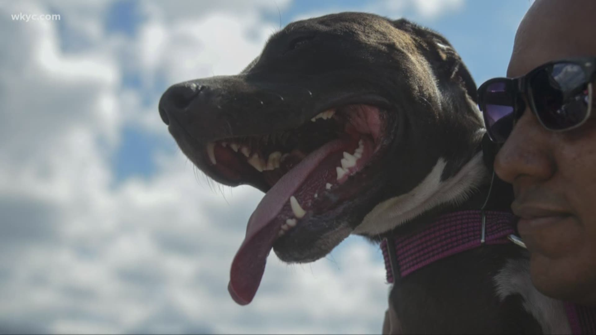 Parma pit bull ban was officially upheld by narrow margin following recount. Voters decided against repealing the city's breed-specific legislation by just 14 votes.