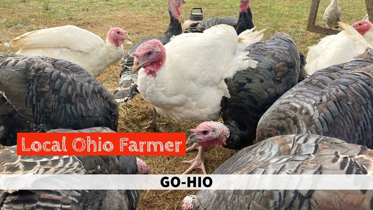 What Keleman Point Farm is saying about their turkey supply this Thanksgiving: GO-HIO adventures