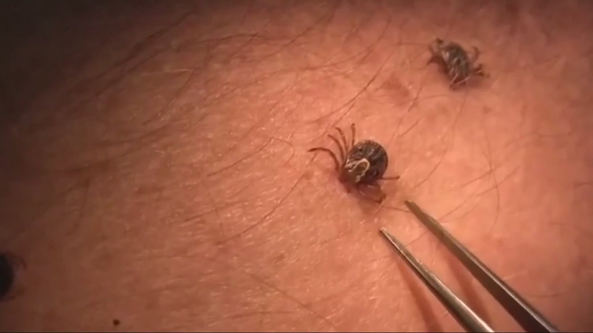 We get some expert advice on how to keep you and your pets safe during tick season here in Northeast Ohio.