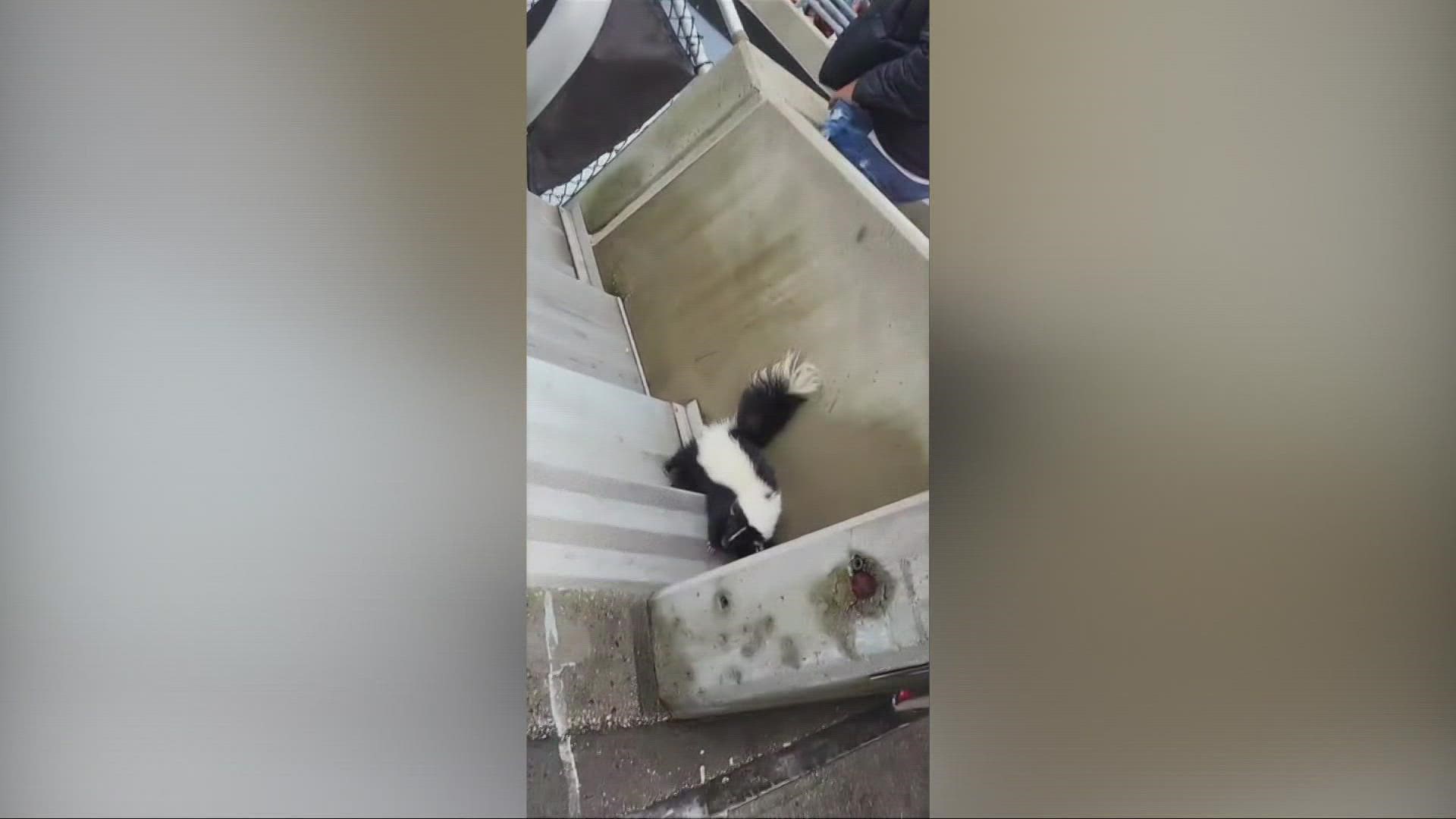 A skunk captured lots of attention across social media after it was seen at FirstEnergy Stadium as the Cleveland Browns battled the Tampa Bay Buccaneers.