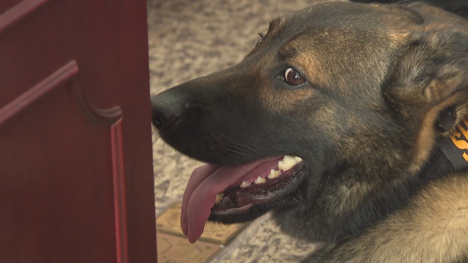 The K-9s they are targeting are some of the nearly 300 police dogs in Ohio that were forced to retire after recreational marijuana was legalized.