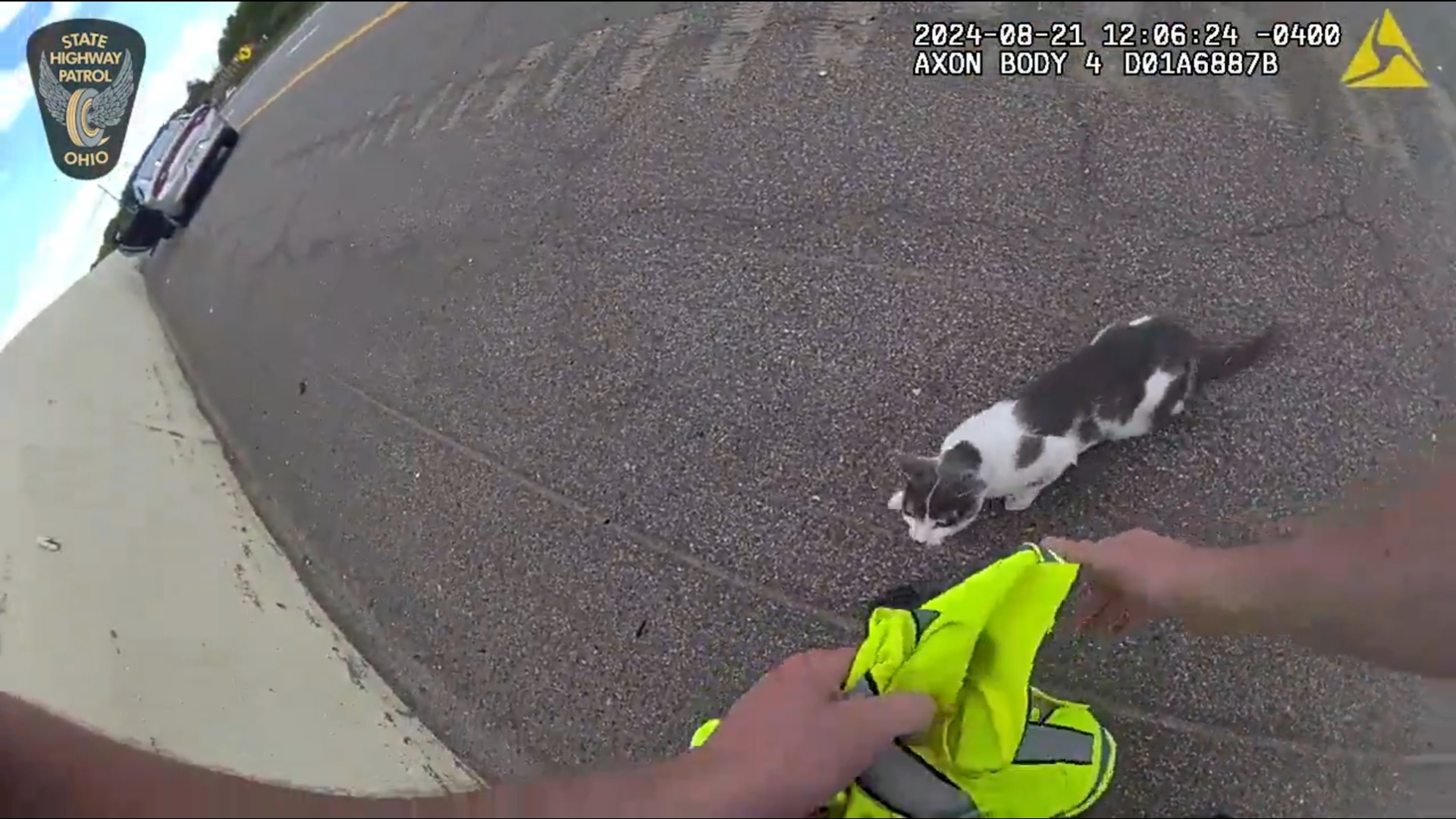 Injured kitten rescued from side of I-77 in Stark County | wkyc.com