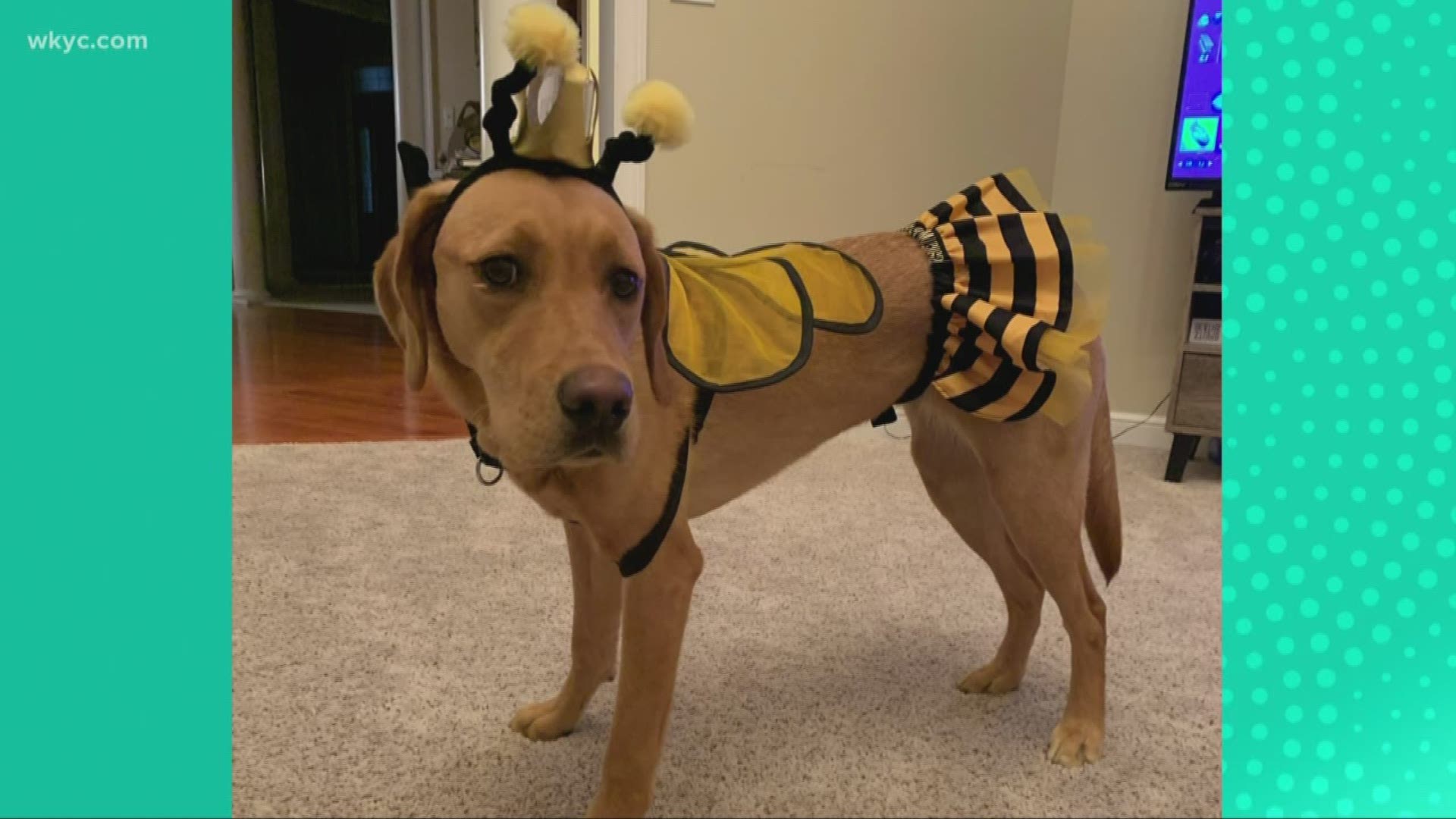 Roxy, our Wags 4 Warriors pup, dropped by to show off her Halloween costume. Plus, we learned some safety tips for your pets during trick-or-treat night.