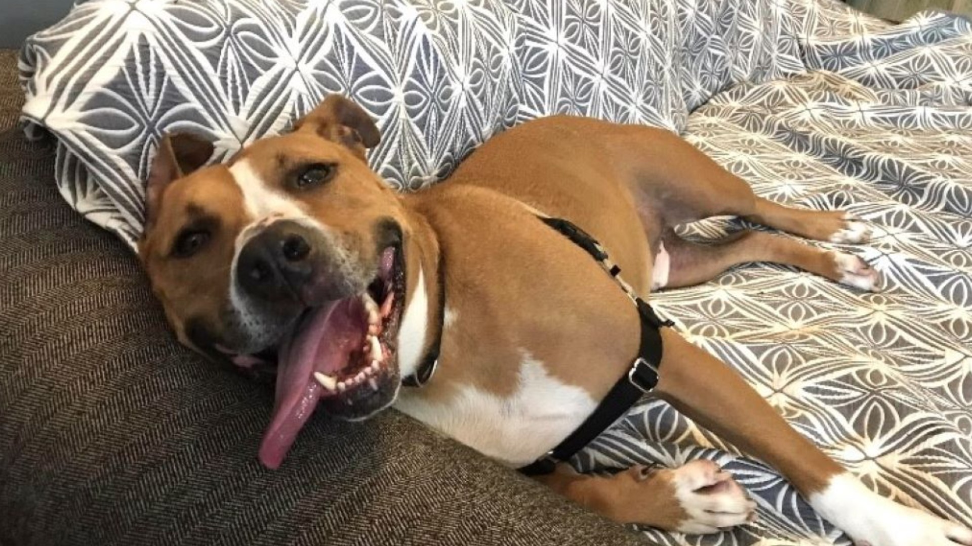 A potential adopter did a 'meet and greet' with their dog and Hershel. Things went so well that Hershel went home with them for a week-long foster-to-adopt trial.