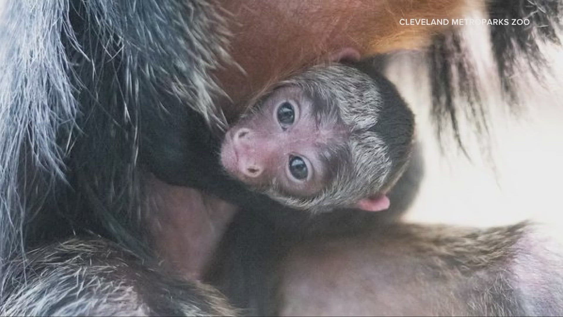 The Cleveland Metroparks Zoo announced on Facebook that a white-faced saki money was born earlier this week.